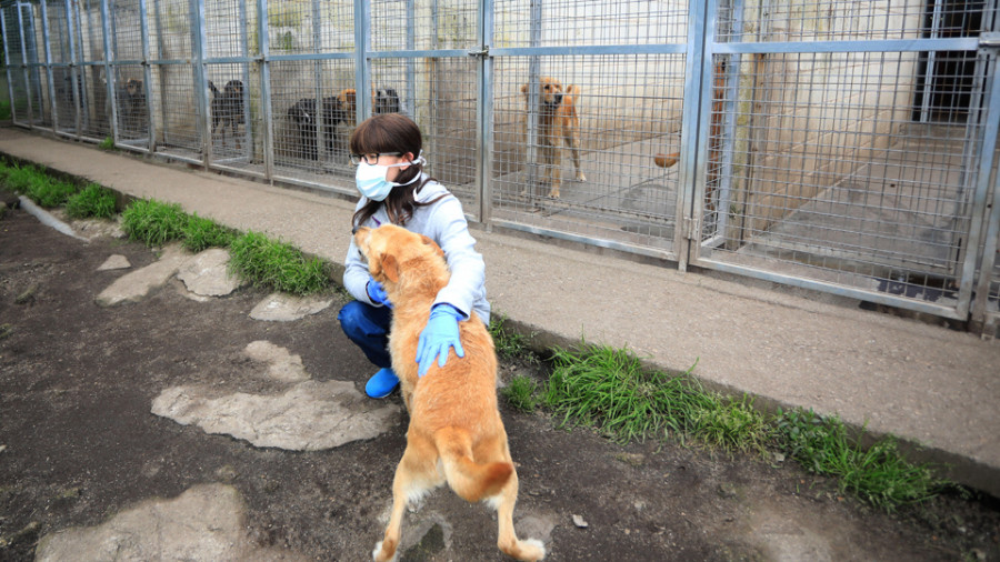 Las protectoras vuelven a tramitar adopciones tras el confinamiento