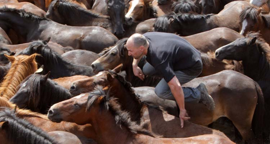 La rapa das bestas de Sabucedo será una 
gran fiesta