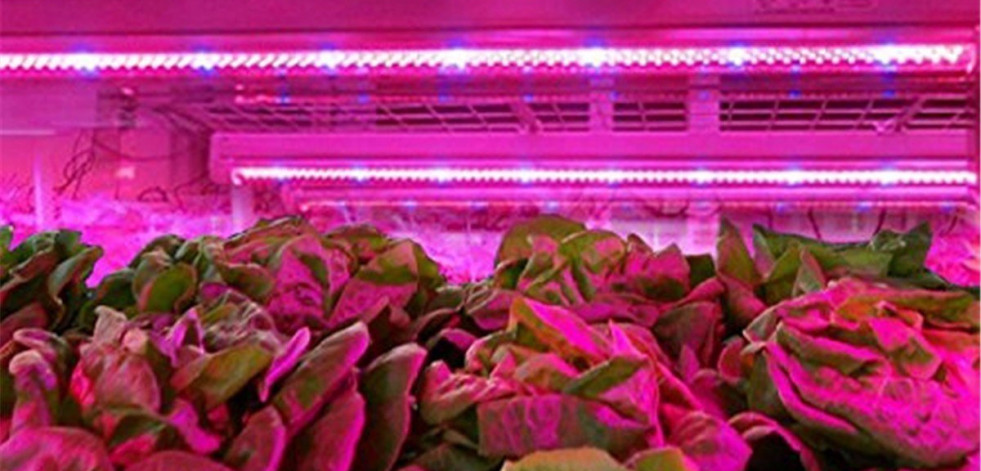 ¡Súmate a la moda del cultivo de interior en casa!