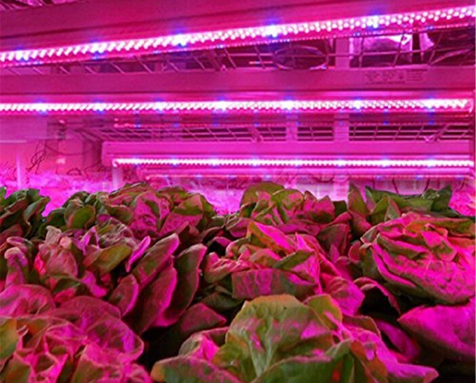 ¡Súmate a la moda del cultivo de interior en casa!