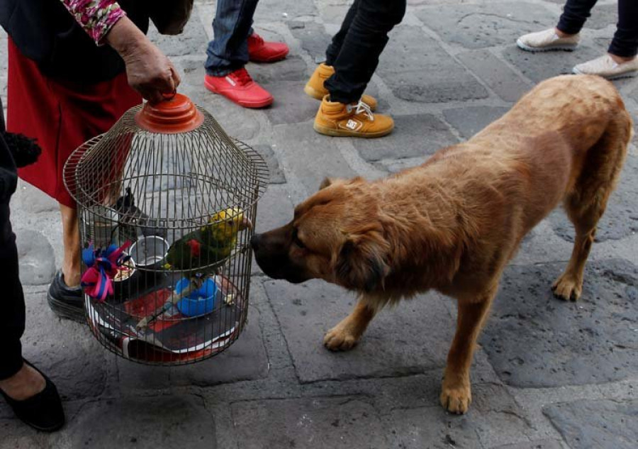 El abandono animal “cuesta” a Galicia más de tres millones