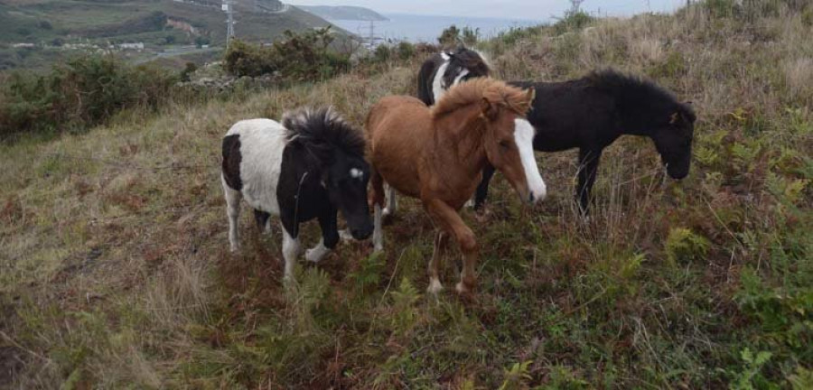 Un conductora resulta herida tras arrollar a un poni suelto en Nostián