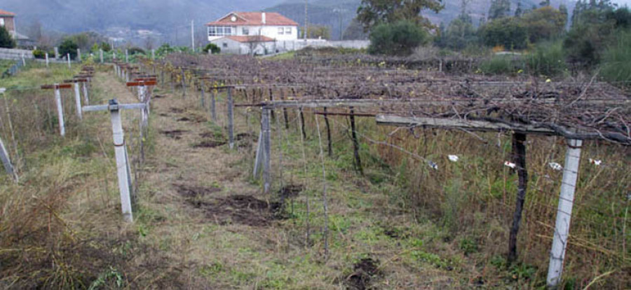 La exploración en la finca de Villaverde no detecta rastros de María José Arcos