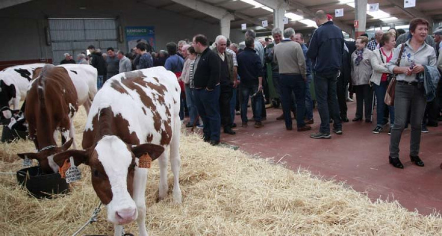 Reportaje | Las mejores vacas frisonas del mundo se subastan en el Mercado de Curtis