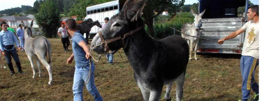 Ni la lluvia, ni  los coches, ni el  churrasco logran  batir al burro Genaro