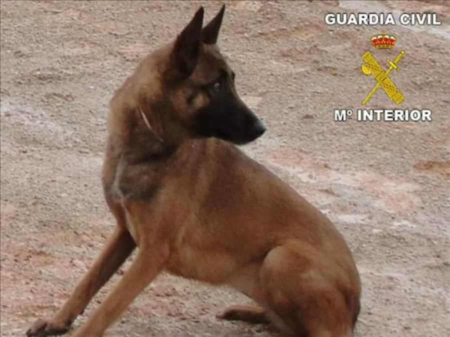 Detenido por el robo de un perro de salvamento que participó en la búsqueda de Madeleine