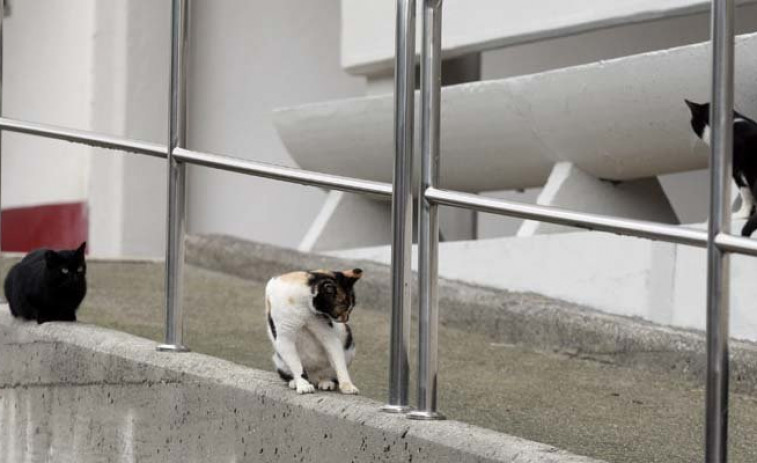 Una mujer de Salceda, condenada a tres meses de cárcel por envenenar a la gata de su vecina