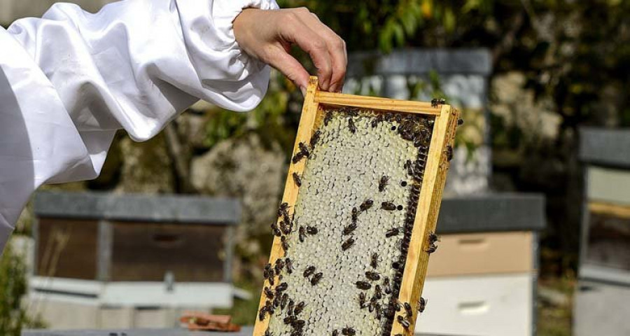 Muere en Málaga un noruego tras sufrir múltiples picaduras de abejas