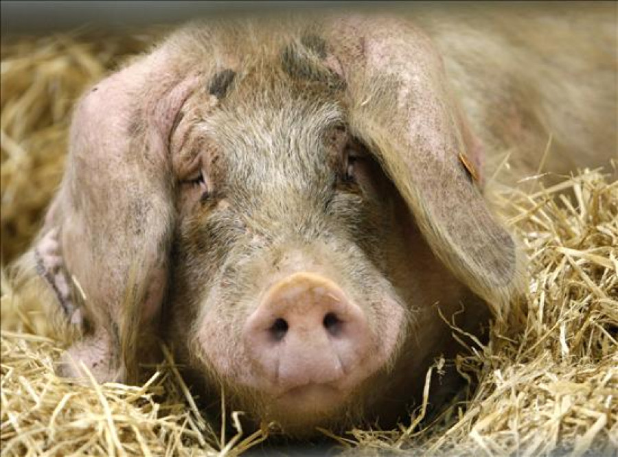 La Conselleira considera el "porco celta"' una "quintaesencia" de Galicia