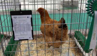 La Gallina de Mos cambia  la cantidad por la calidad