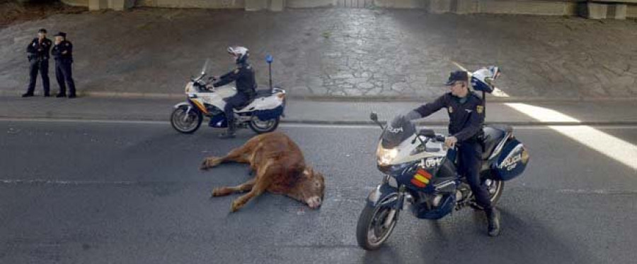 Un ternero huye del matadero y muere al caerse desde Lavedra a Las Pajaritas