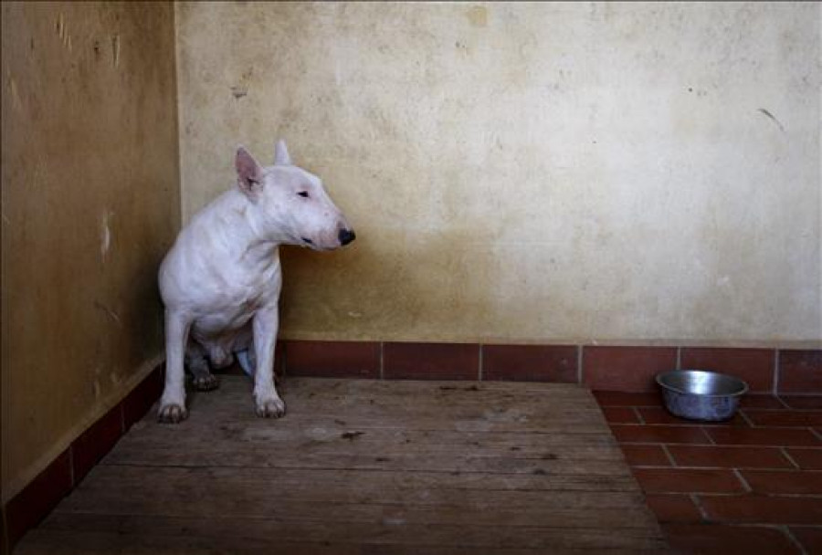 Sigue grave uno de los tres niños atacados por un perro pitbull en Toledo