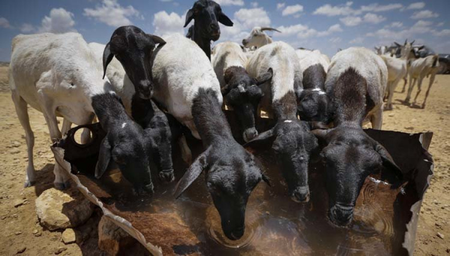 Los pastores de Somalia luchan 
por salvar la vida de sus animales