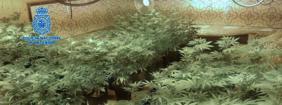 Cae una red dedicada al cultivo de marihuana a gran escala
