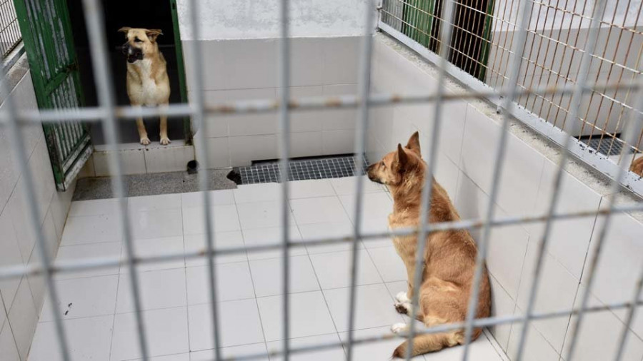 Reúnen 46.000 firmas para pedir la municipalización de la perrera coruñesa