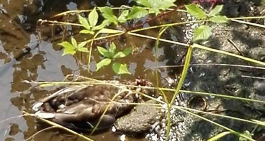 La Guardia Civil 
y el Ayuntamiento de Culleredo investigan la muerte de seis patos en el paseo del Trabe