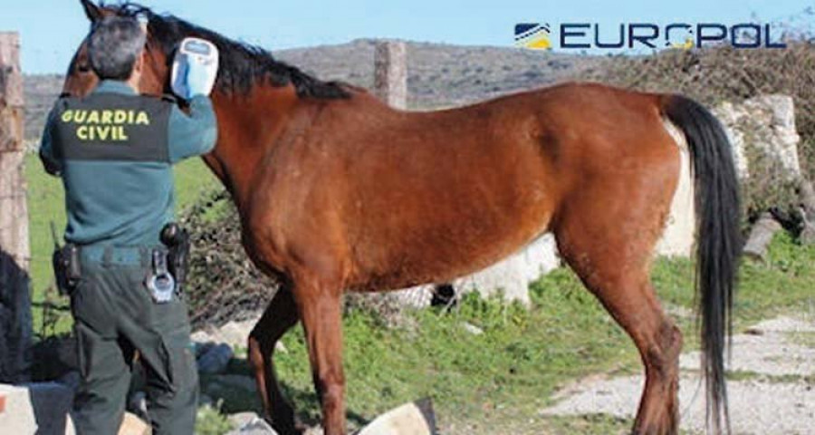 Desmantelada una red europea con conexión en Galicia que comerciaba con carne de caballo