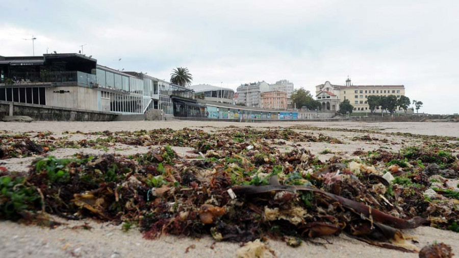 Las mareas vivas y el fuerte oleaje “siembran” de algas las playas de Riazor y el Orzán