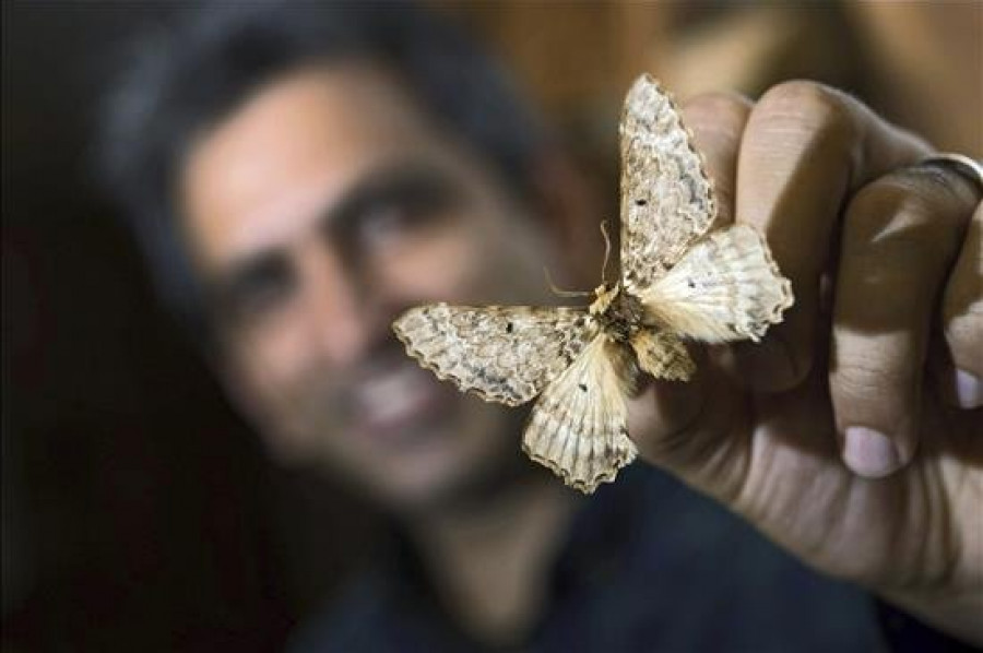 Descubren una nueva familia de grandes mariposas: Pseudobistonidae