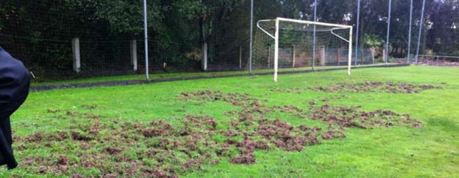 Achacan a un jabalí los destrozos en el renovado campo de fútbol de Cecebre