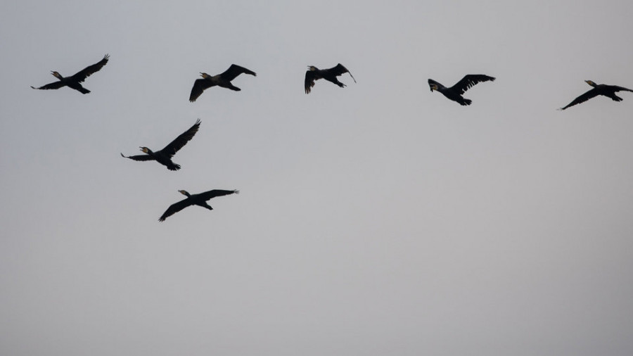 Galicia ensaya con éxito un programa de rastreo de aves