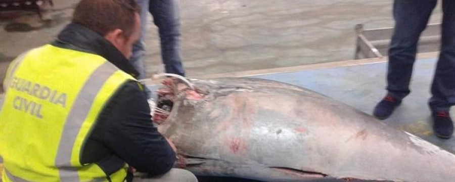 Interceptada en Moaña una descarga de 27 toneladas de  atún rojo de un barco sin licencia