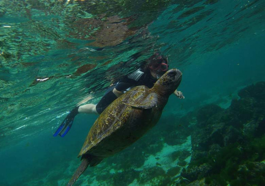 La actividad humana acabó con una tortuga gigante