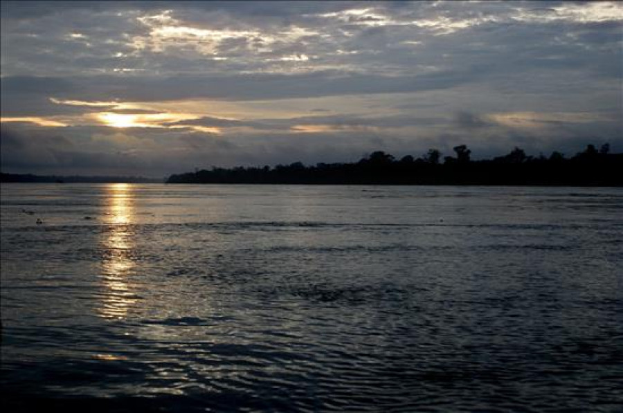 Descubren 169 nuevas especies en la Amazonía brasileña en cuatro años