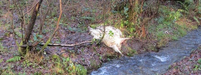 Los lobos mataron ocho ovejas en dos fincas de la parroquia nedense de Anca