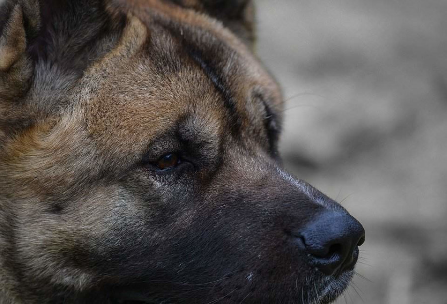 Estado de la mujer de 88 años atacada por dos perros en Melide