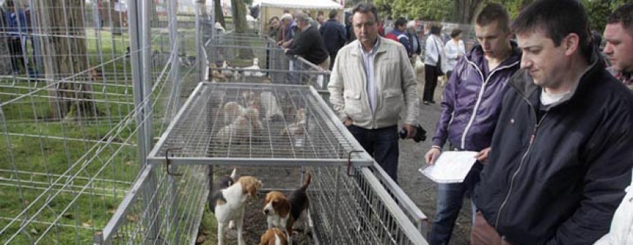 Decenas de perros de caza se pondrán contemplar mañana  en el recinto ferial de San Marcos