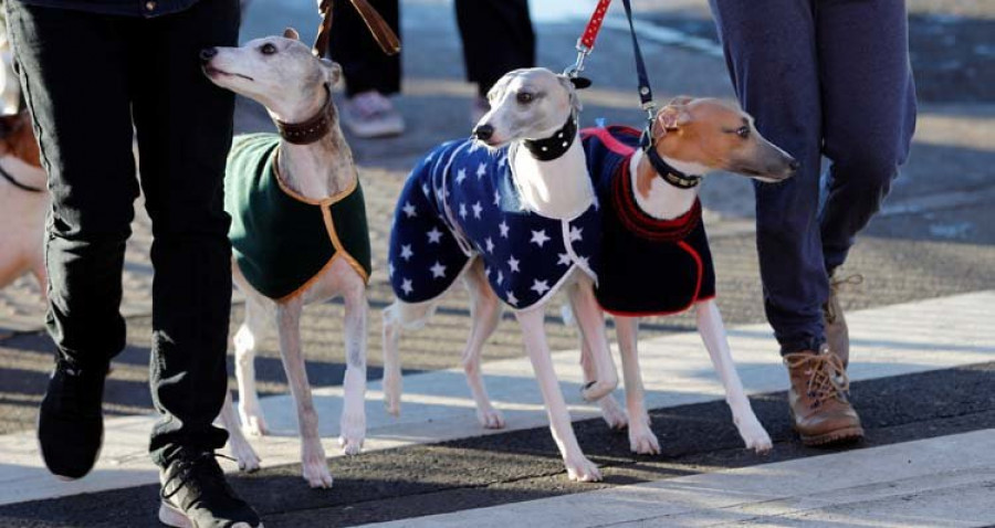 decenas de perros compiten en birmingham por el oscar canino