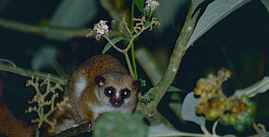 Nuevo descubrimiento sobre la hibernación de los lemures