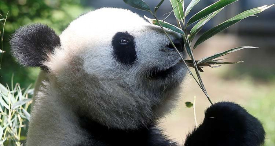 Tokio da la bienvenida a un nuevo panda gigante