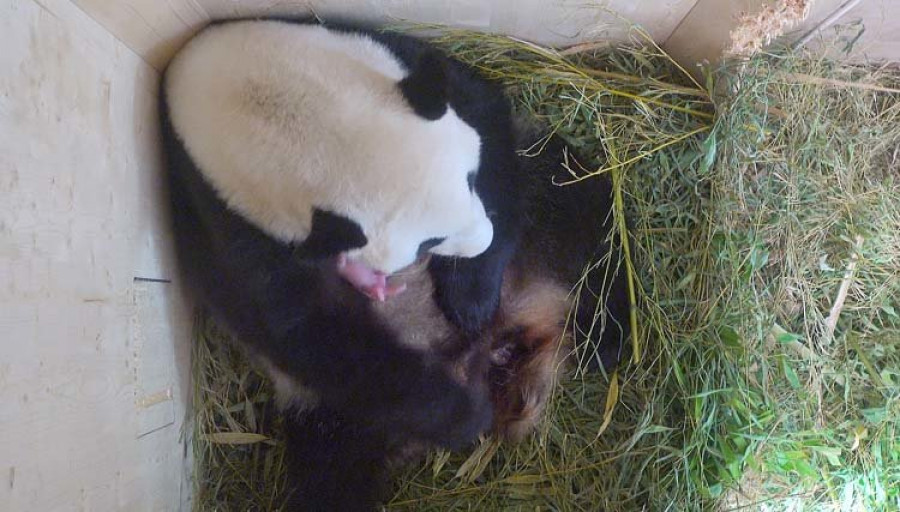 el zoológico de viena celebra el nacimiento de un bebé de panda