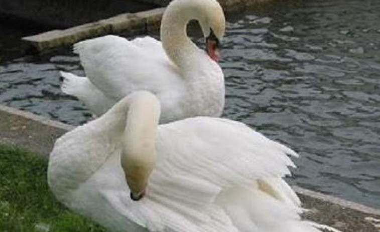 Dos identificados por robar un cisne en un río de Redondela