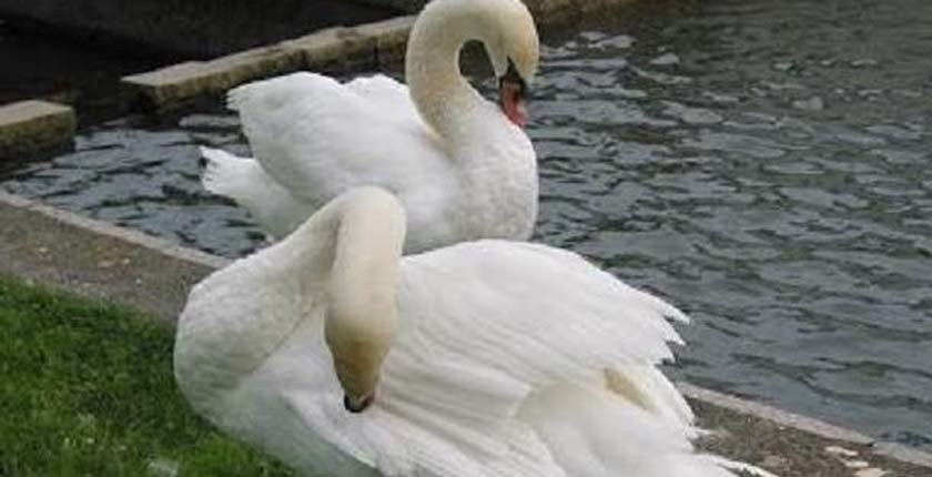 Denuncian la desaparición de una pareja de cisnes que vivía en el estanque del Pasatiempo