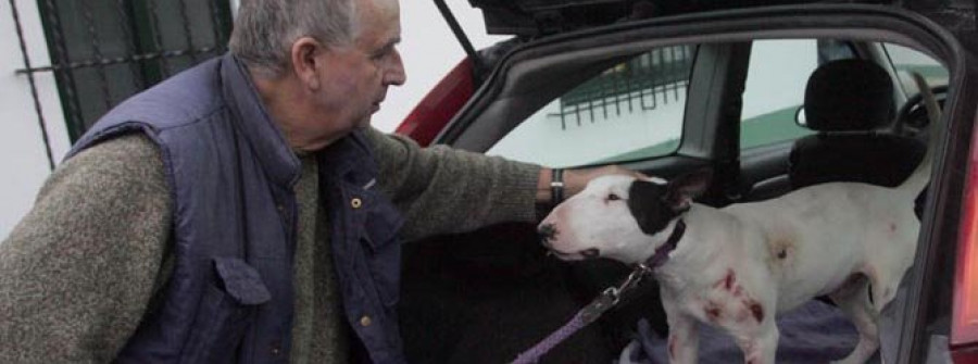 La protectora Gatocán se hace cargo del bull terrier que apareció malherido en Nostián