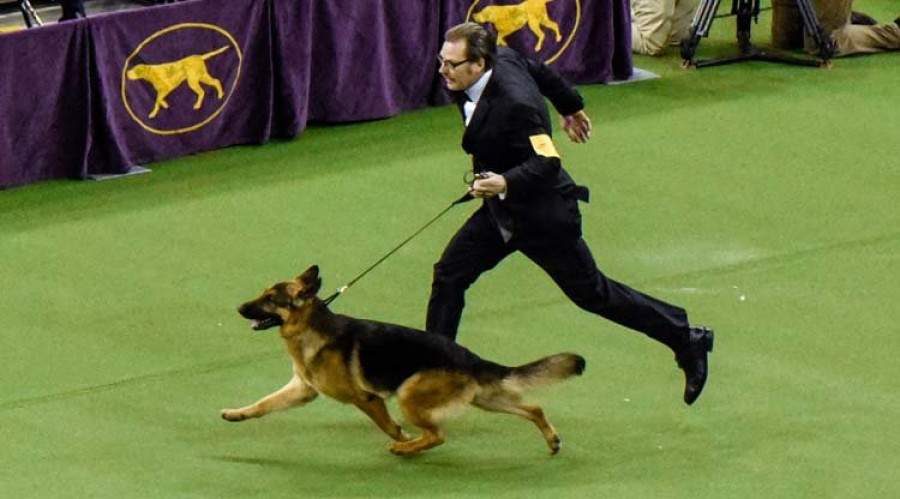 un pastor alemán triunfa en la mayor muestra canina de nueva york