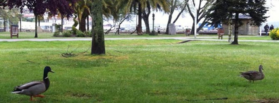 Un grupo de patos obliga a cortar         el tráfico en algunas calles del centro