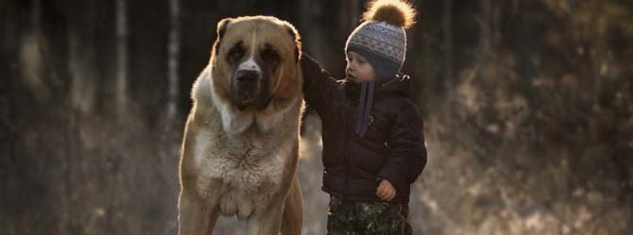 Los perros pueden saber cómo se sienten sus dueños