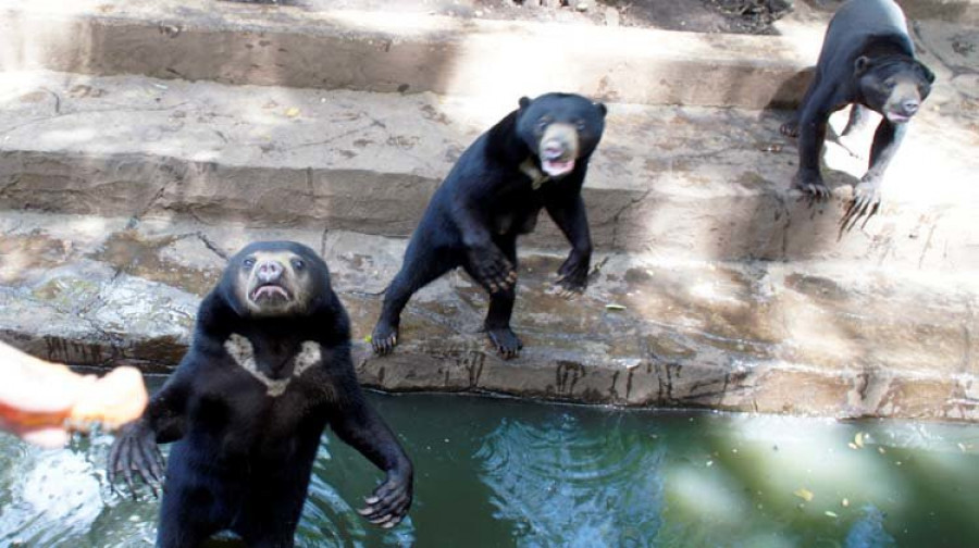 los animalistas denuncian de nuevo  al zoo indonesio de los “horrores”
