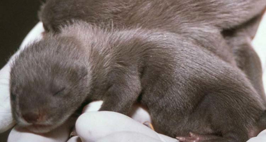 Aves, moluscos, un mamífero y un arbusto están en peligro