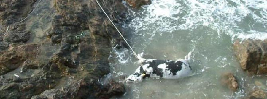 SANXENXO-Retiran de una playa de Sanxenxo un buey irlandés de 400 kilos