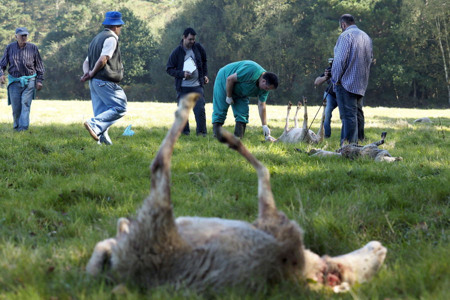 Galicia, Asturias,Cantabria y Castilla y León coordinarán sus planes de gestión del lobo