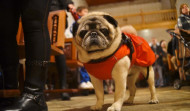Las mascotas contagiadas apenas tienen síntomas de covid