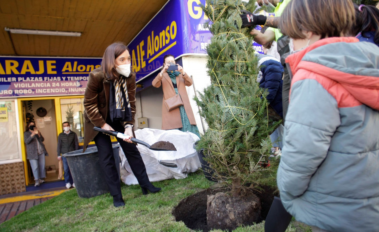 A Coruña celebra el Día del Árbol con un abeto en cada barrio