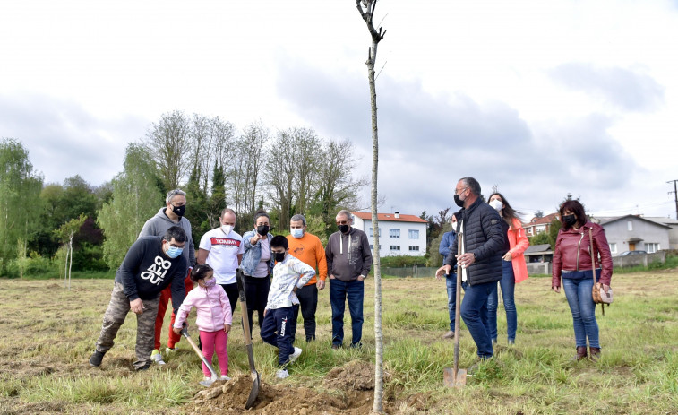 Cambre planta una arboleda con especies autóctonas en el local social de Meixigo