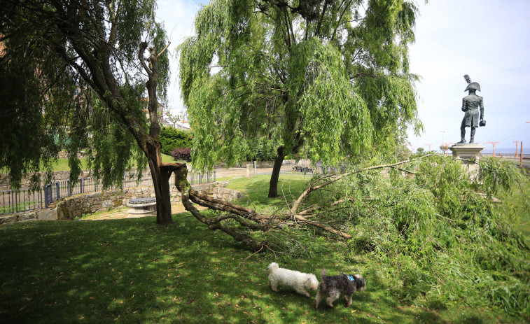 Un árbol de los jardines de la Maestranza amanece con una de sus ramas destrozada