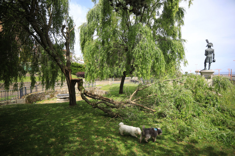 Un árbol de los jardines de la Maestranza amanece con una de sus ramas destrozada